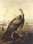 John James Audubon the american wild turkey cock France oil painting artist